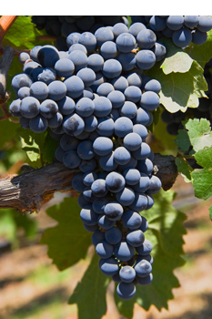 Knowledge of Wine : Major Varieties of Red Grapes